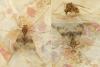 Zavrelimyia barbatipes